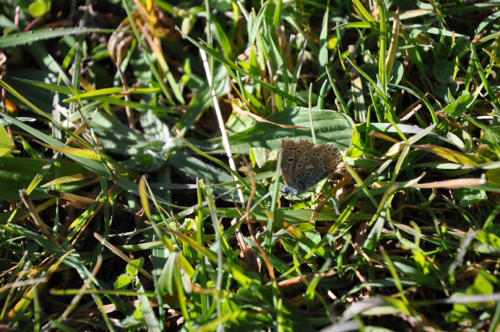 Polyommatus icarus